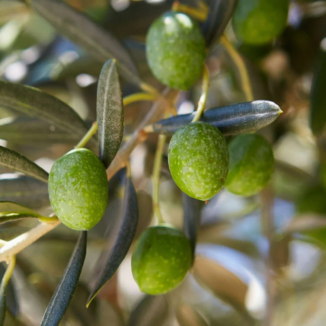 Le Petit Olivier - savon extra doux à l'huile d'olive (250 g)